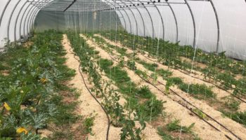 Plantation sous tunnel de tomates, courgette, ... en Cotentin