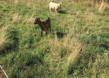 Moutons et Chèvres