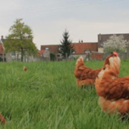 poules