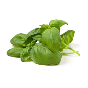 Basilic