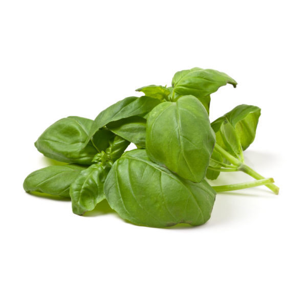 Basilic