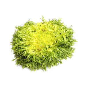 Chicorée frisée