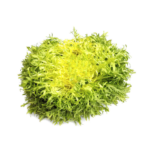Chicorée frisée