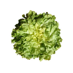 Chicorée scarole