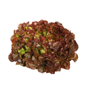 Feuille de chêne rouge