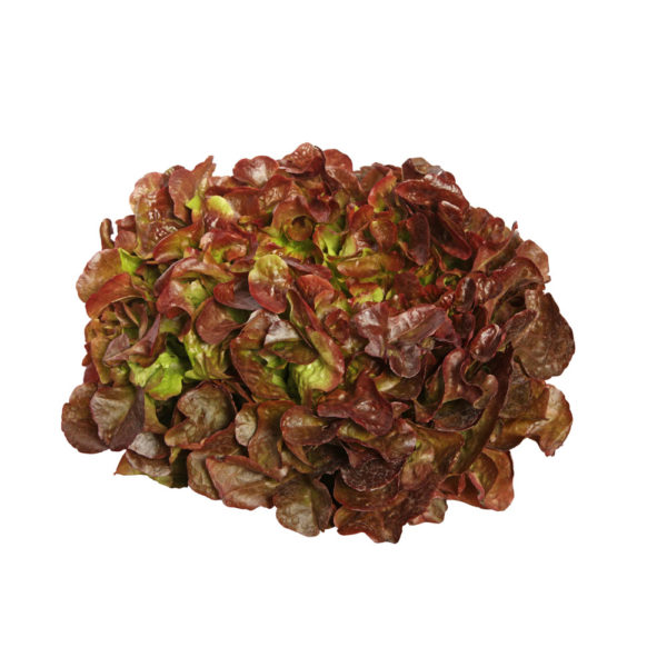 Feuille de chêne rouge