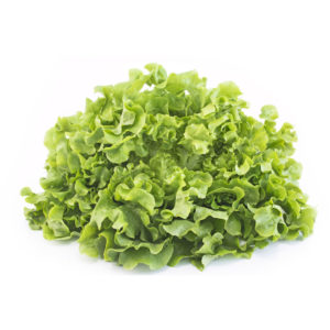 Feuille de chêne verte