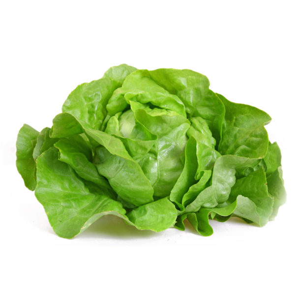 Laitue verte