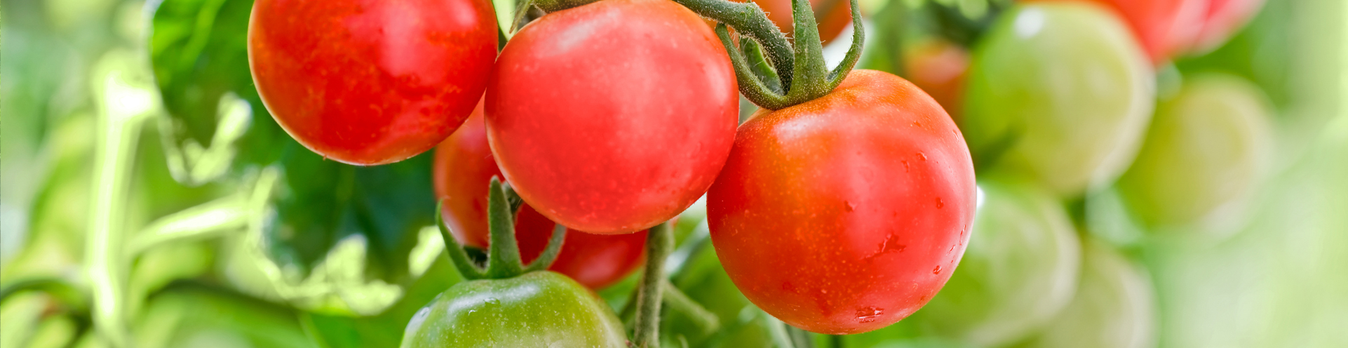 ferme-st-jean-tomates